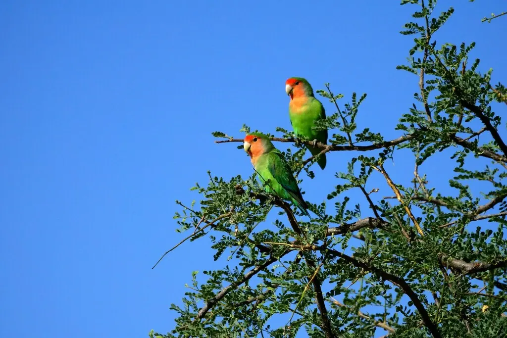粉脸牡丹鹦鹉(Agapornis roseicollis)
