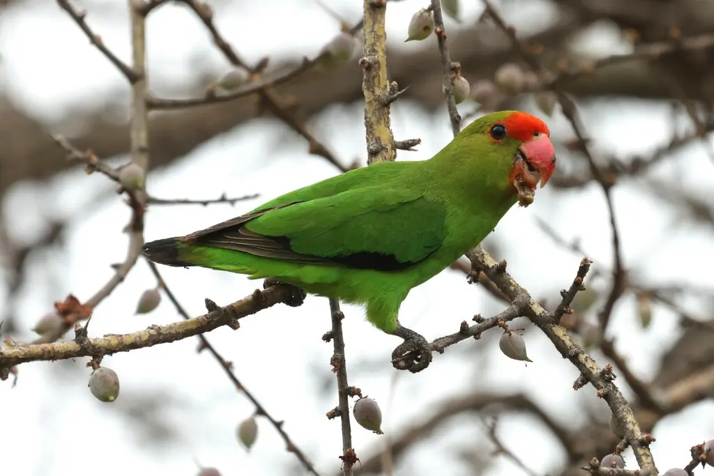 黑翅牡丹鹦鹉(Agapornis taranta)