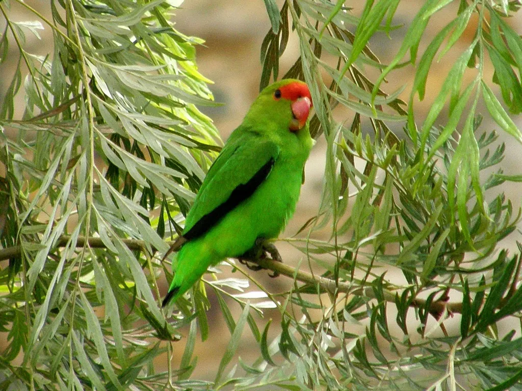 黑翅牡丹鹦鹉(Agapornis taranta)
