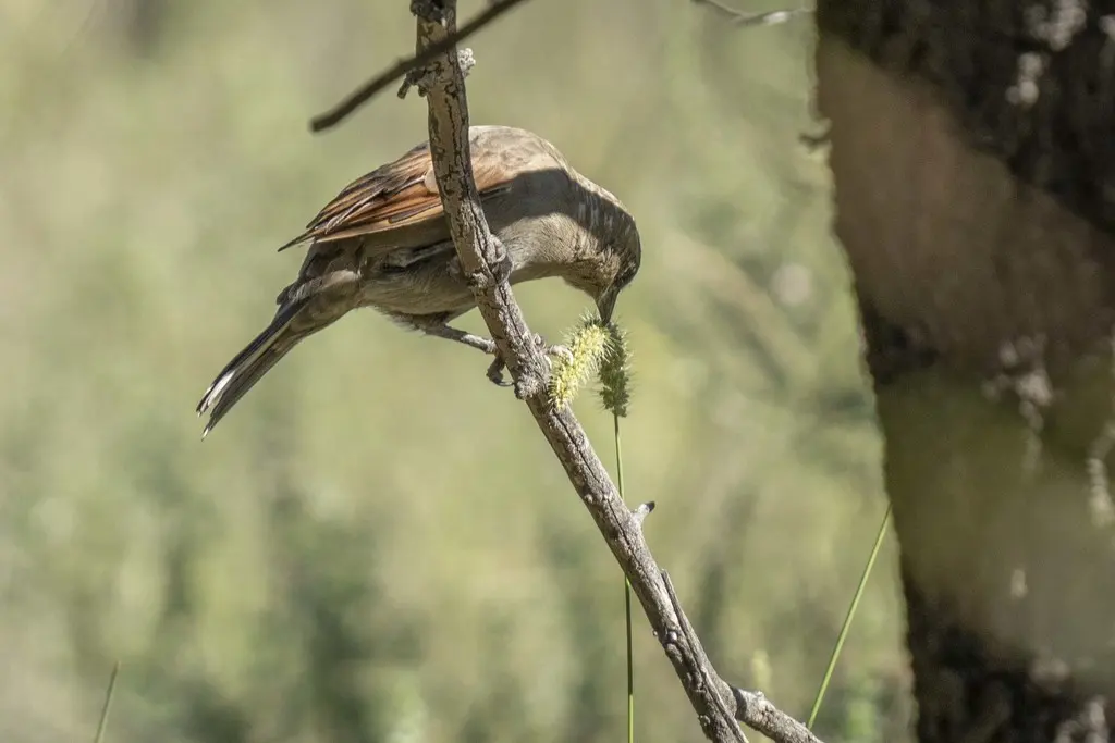 栗翅牛鹂(Agelaioides badius)
