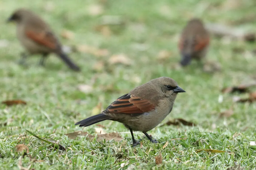 栗翅牛鹂(Agelaioides badius)