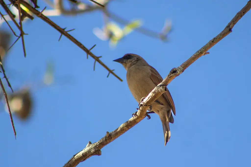 纯色栗翅牛鹂（Agelaioides fringillarius）