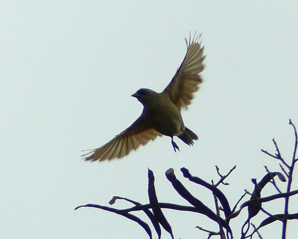 纯色栗翅牛鹂（Agelaioides fringillarius）
