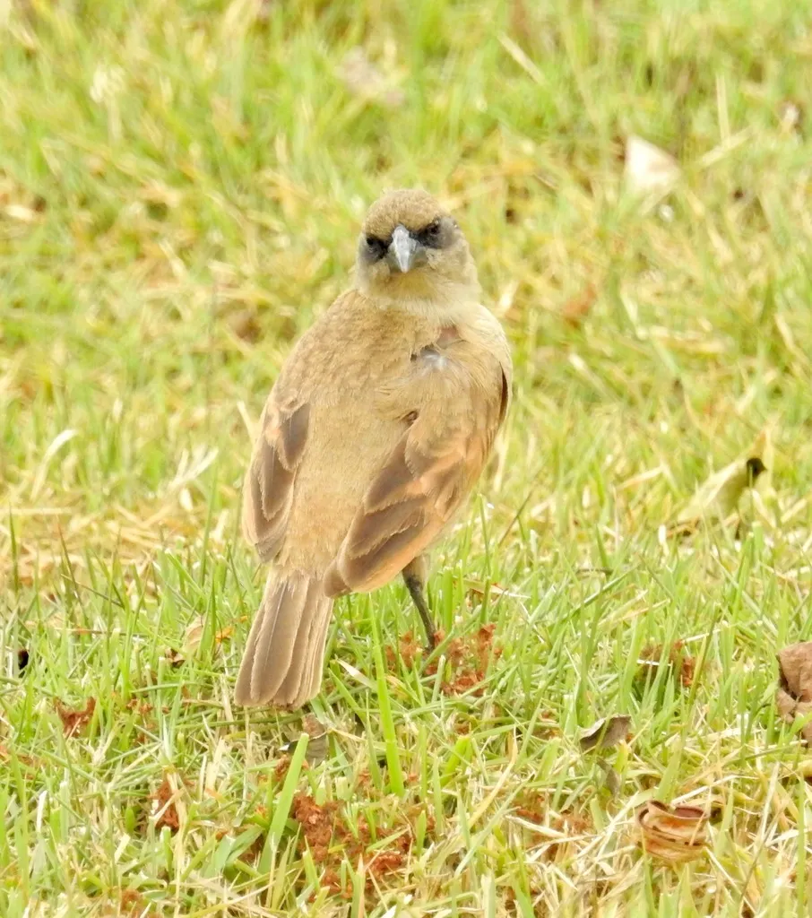纯色栗翅牛鹂（Agelaioides fringillarius）