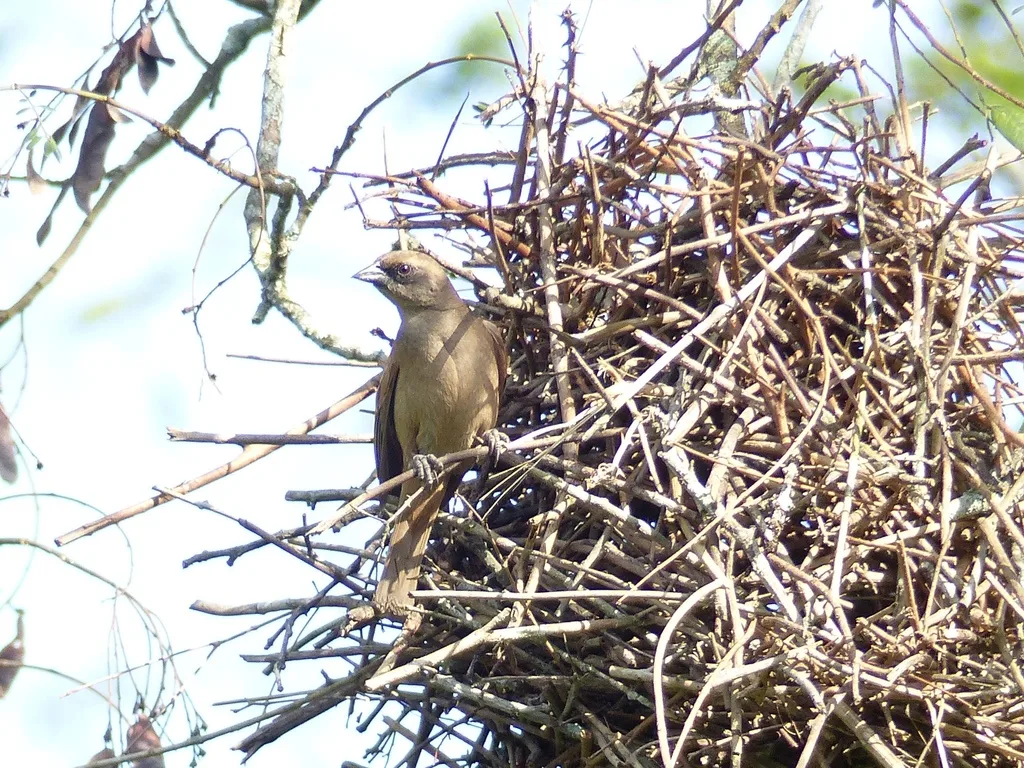 纯色栗翅牛鹂（Agelaioides fringillarius）