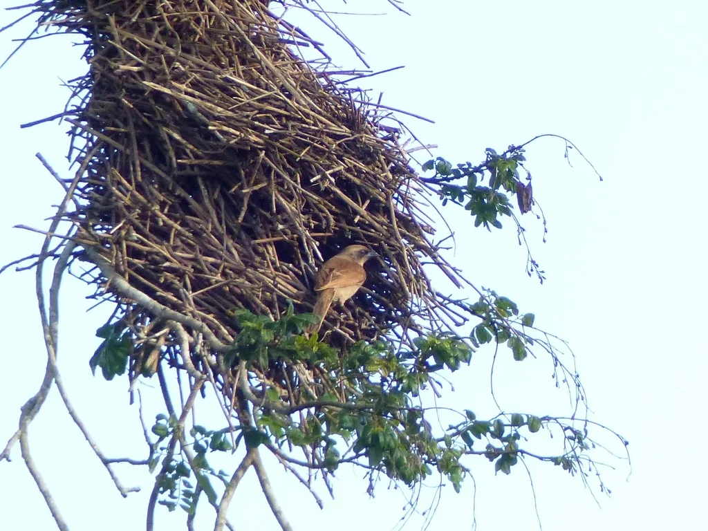 纯色栗翅牛鹂（Agelaioides fringillarius）