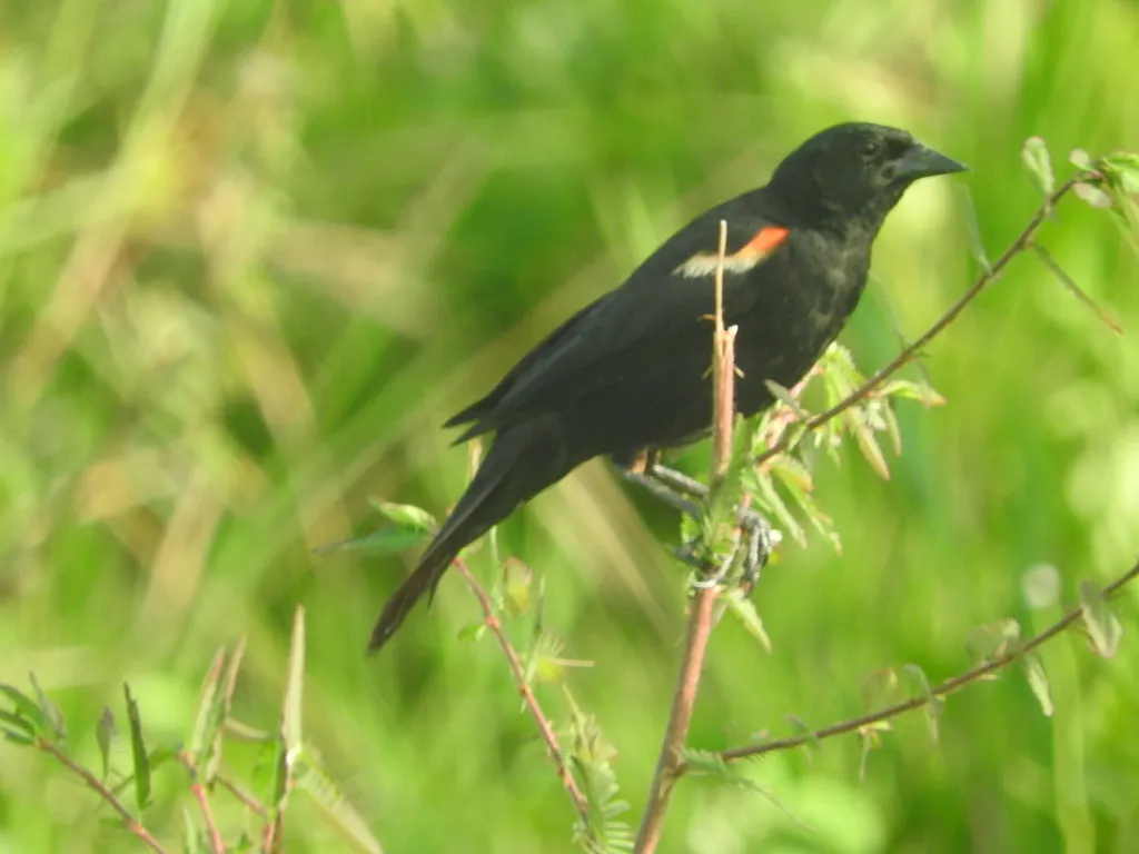 红肩黑鹂(Agelaius assimilis)