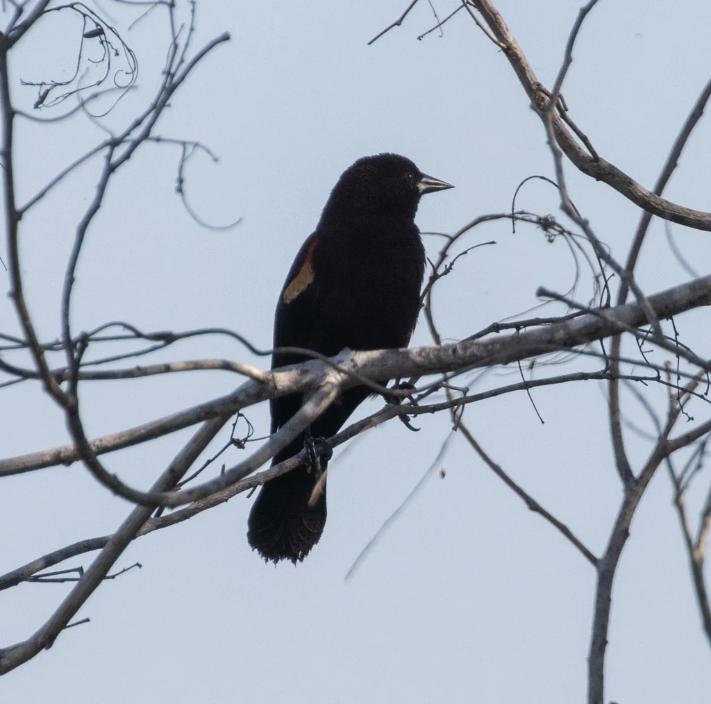 红肩黑鹂(Agelaius assimilis)