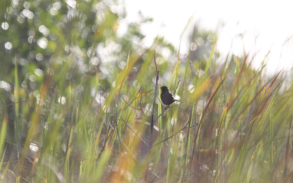 红肩黑鹂(Agelaius assimilis)