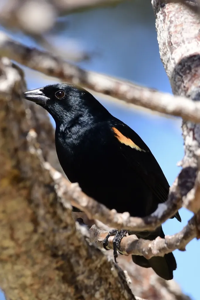 黄褐肩黑鹂（Agelaius humeralis）