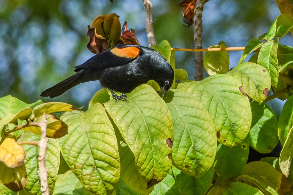 黄褐肩黑鹂（Agelaius humeralis）