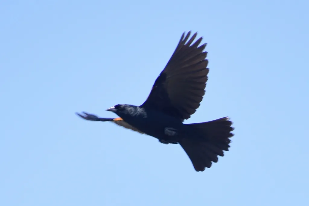 黄褐肩黑鹂（Agelaius humeralis）