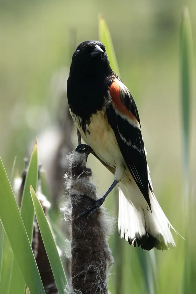 红翅黑鹂（Agelaius phoeniceus）