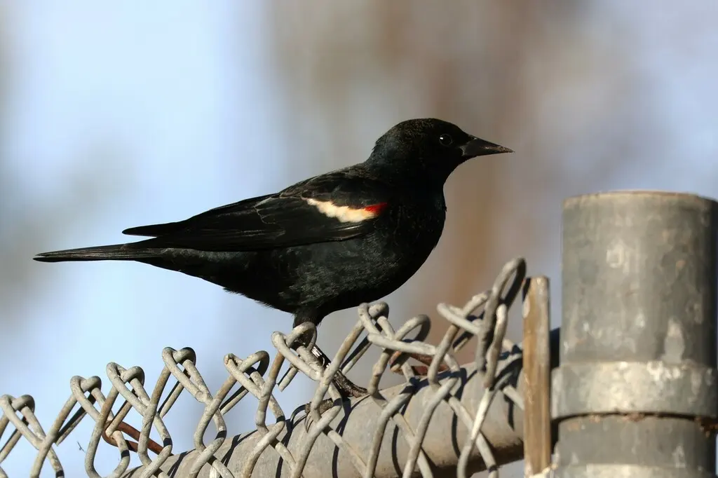 三色黑鹂(Agelaius tricolor)
