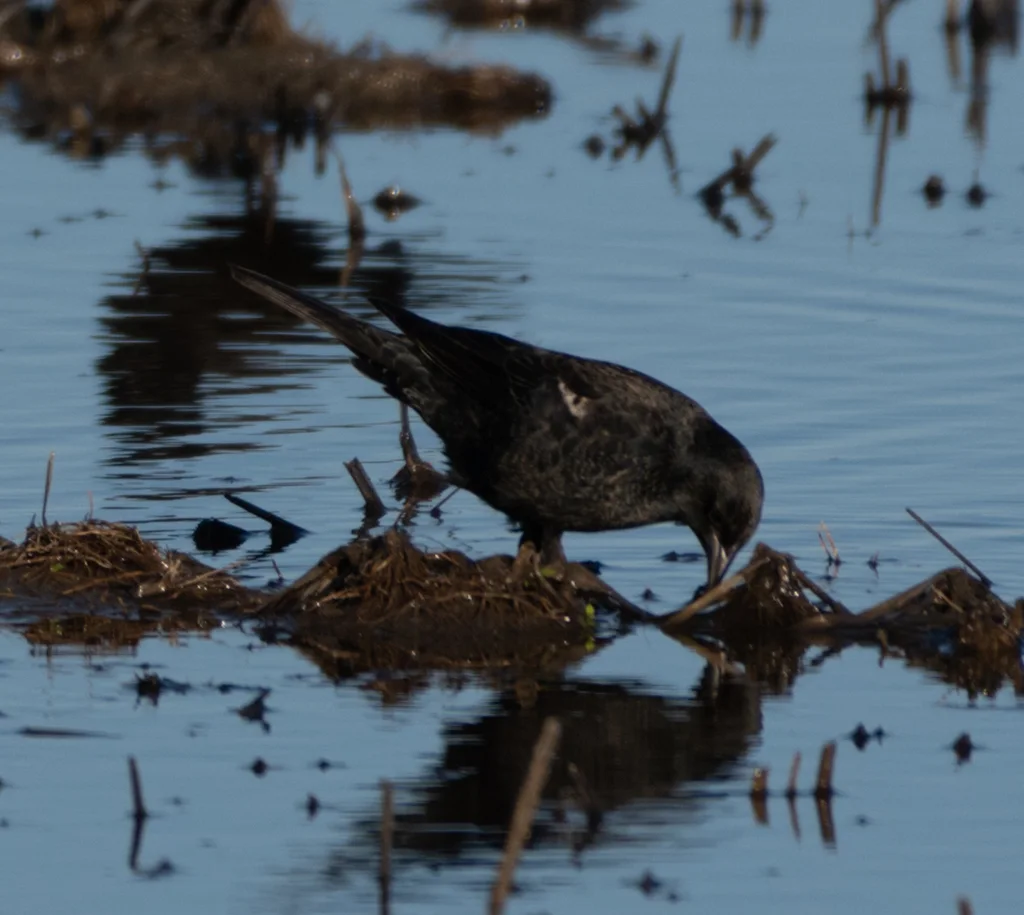 三色黑鹂(Agelaius tricolor)