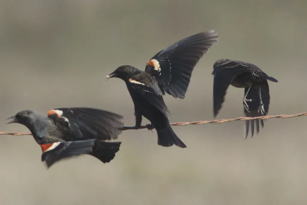 三色黑鹂(Agelaius tricolor)