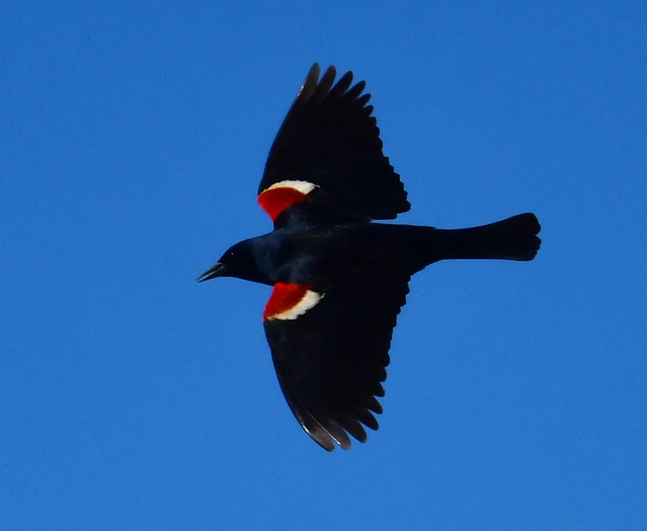 三色黑鹂(Agelaius tricolor)