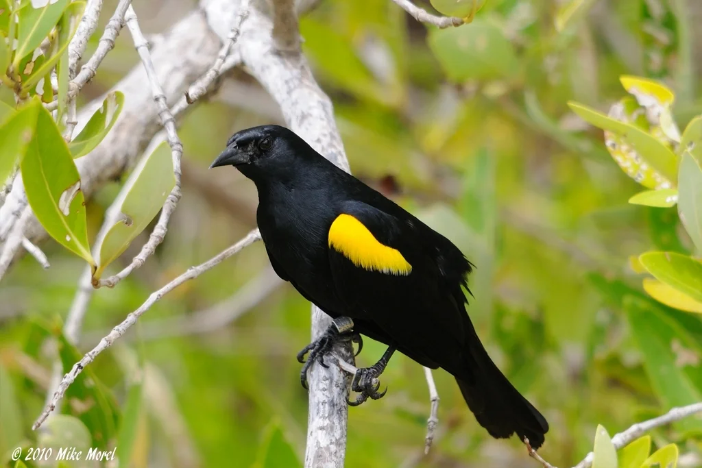 黄肩黑鹂(Agelaius xanthomus)
