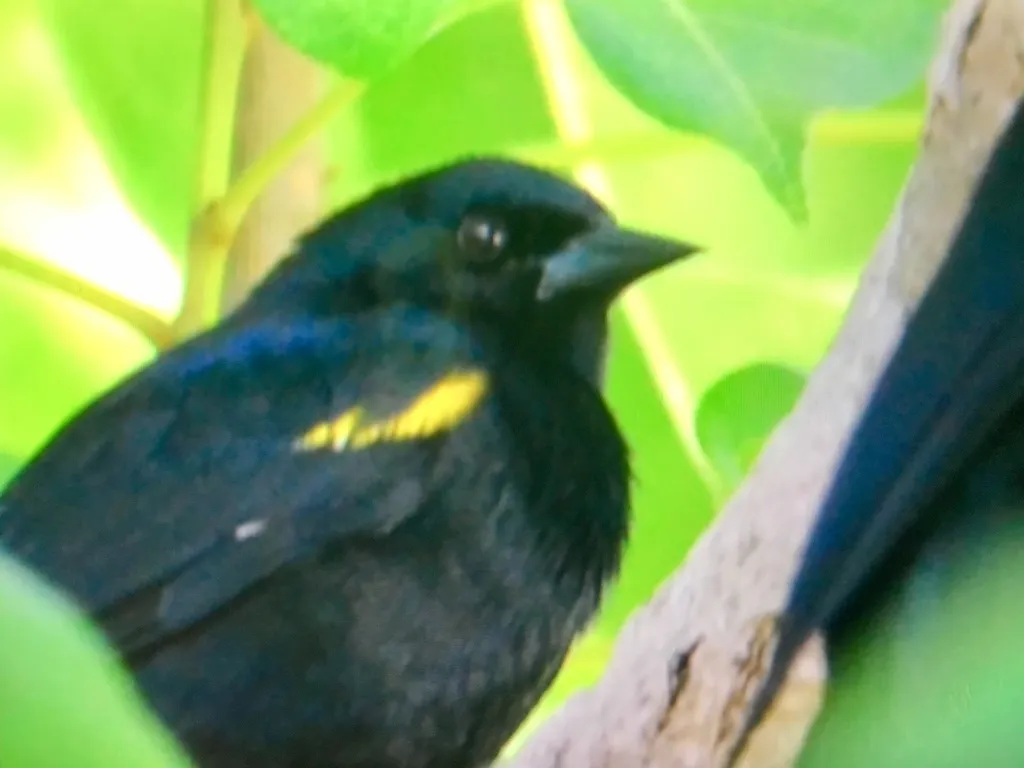 黄肩黑鹂(Agelaius xanthomus)