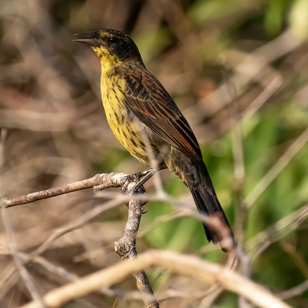 纯蓝黑鹂(Agelasticus cyanopus)