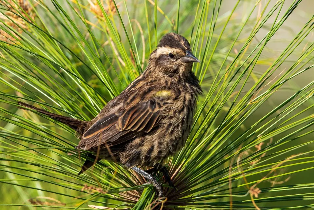 黄翅黑鹂（Agelasticus thilius）