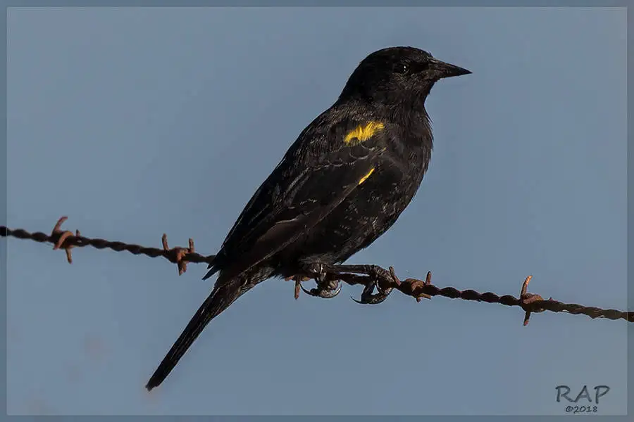 黄翅黑鹂（Agelasticus thilius）