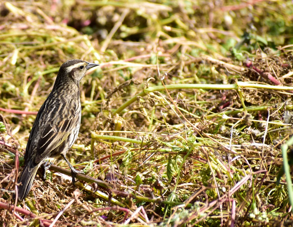 黄翅黑鹂（Agelasticus thilius）