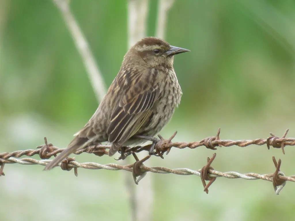 黄翅黑鹂（Agelasticus thilius）