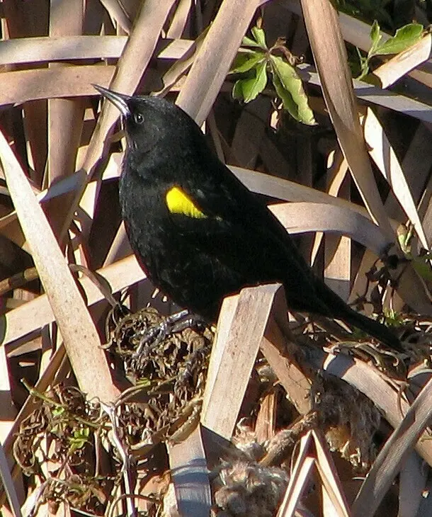 黄翅黑鹂（Agelasticus thilius）