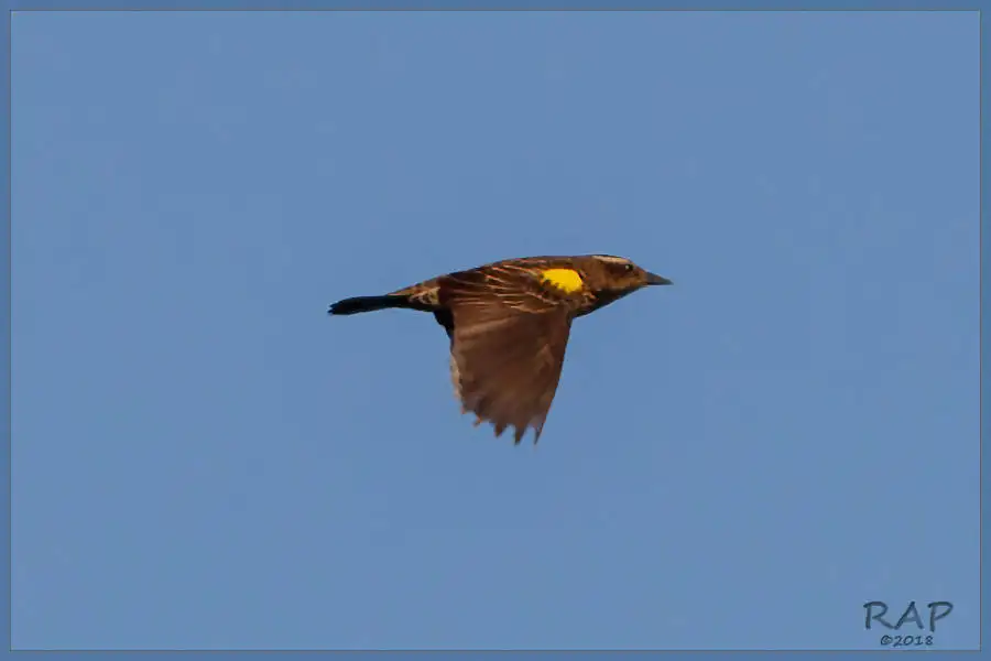 黄翅黑鹂（Agelasticus thilius）