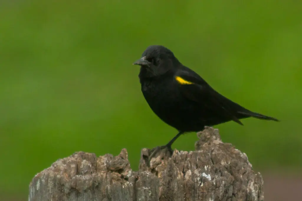 黄翅黑鹂（Agelasticus thilius）