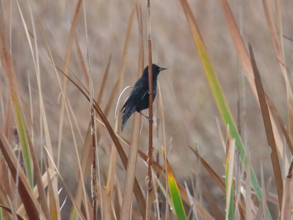 黄翅黑鹂（Agelasticus thilius）
