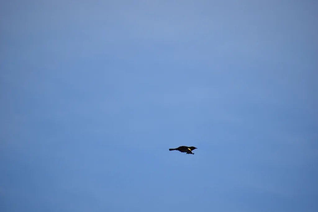 黄翅黑鹂(Agelasticus thilius)