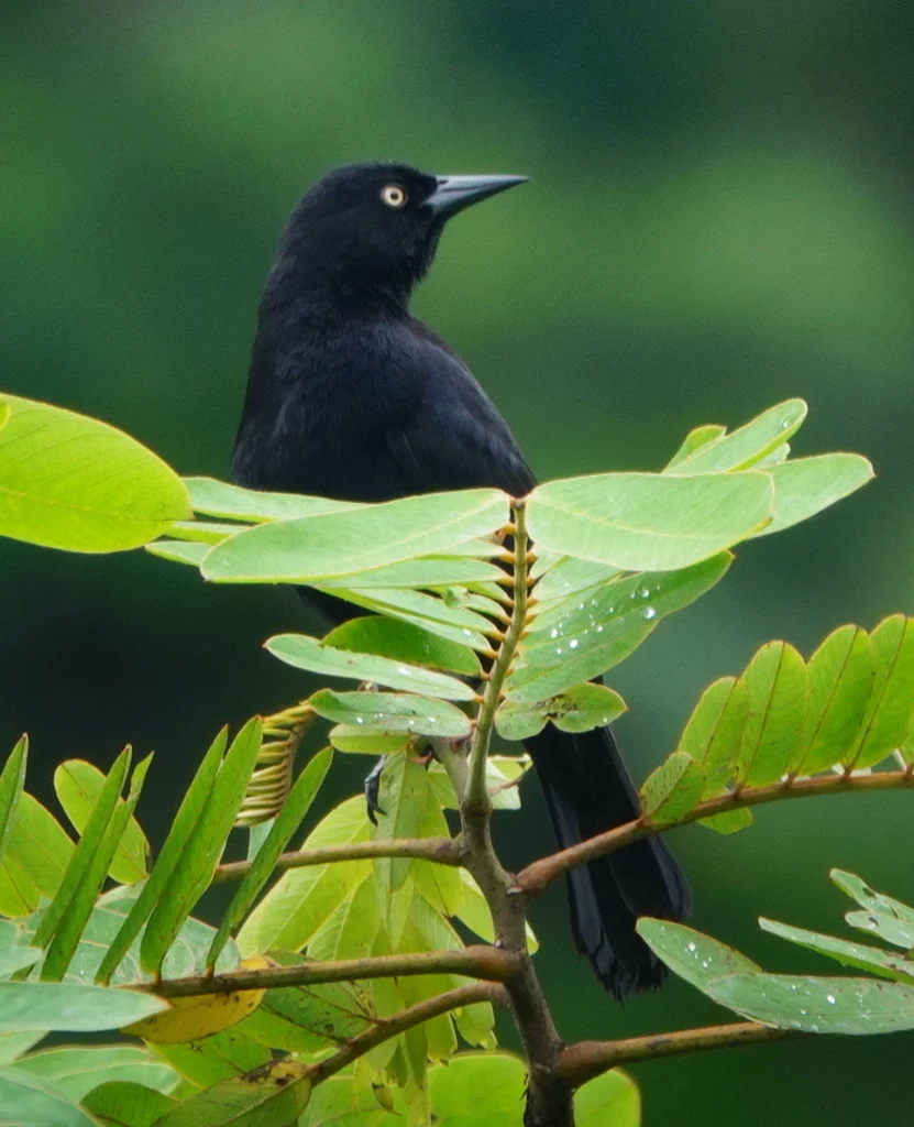 白眼黑鹂(Agelasticus xanthophthalmus)