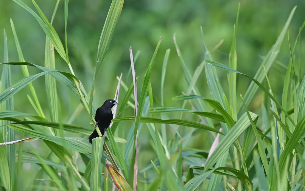 白眼黑鹂(Agelasticus xanthophthalmus)