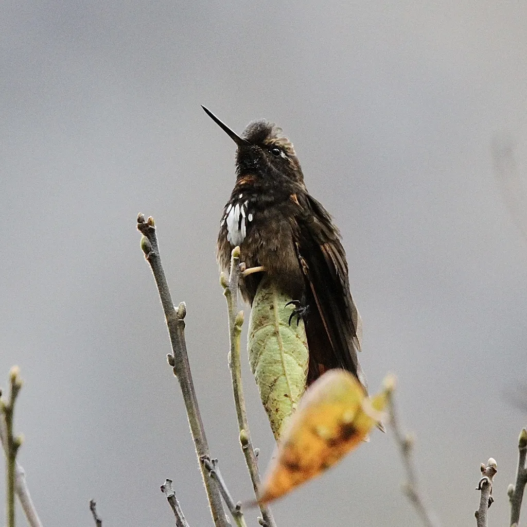 辉胸闪羽蜂鸟(Aglaeactis castelnaudii)
