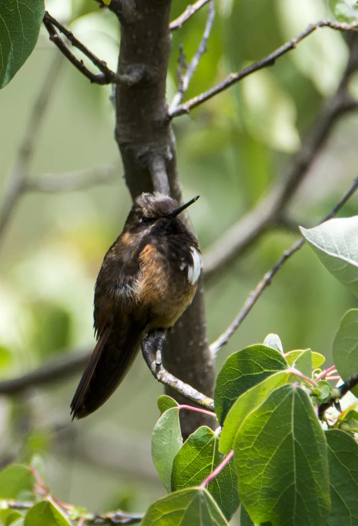 辉胸闪羽蜂鸟(Aglaeactis castelnaudii)