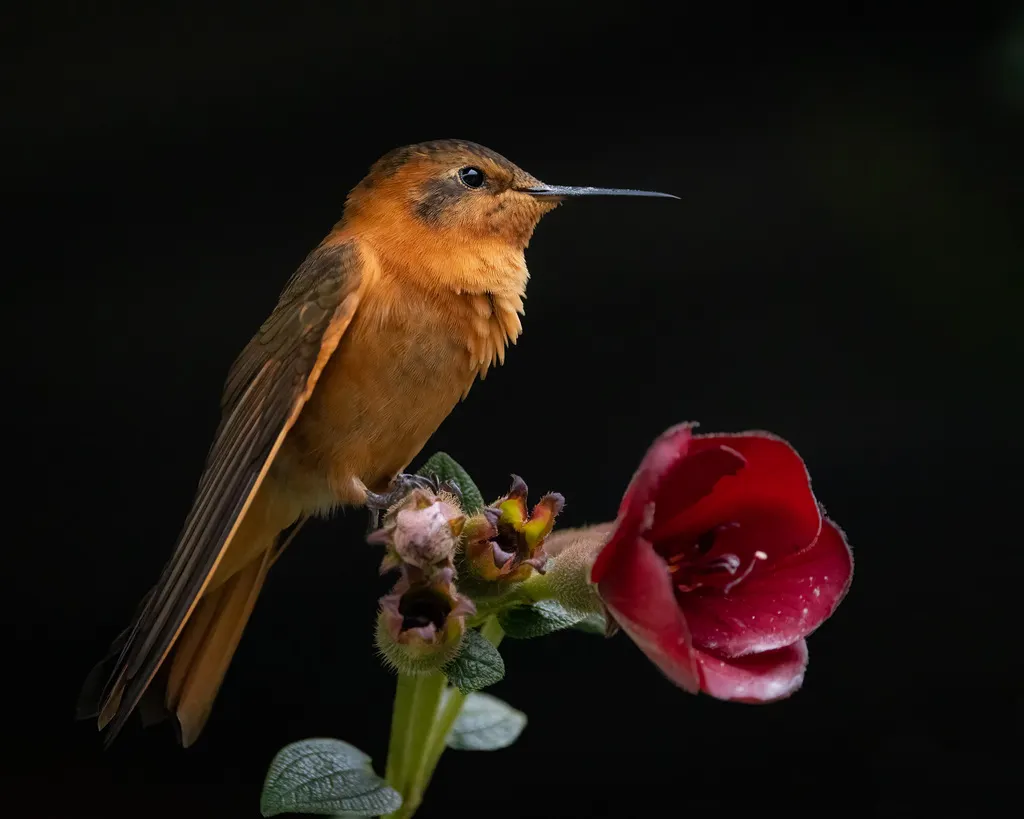 闪羽蜂鸟(Aglaeactis cupripennis)