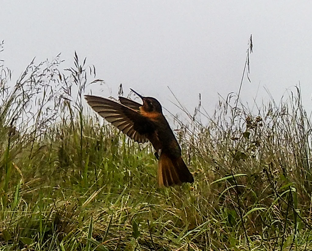 闪羽蜂鸟(Aglaeactis cupripennis)