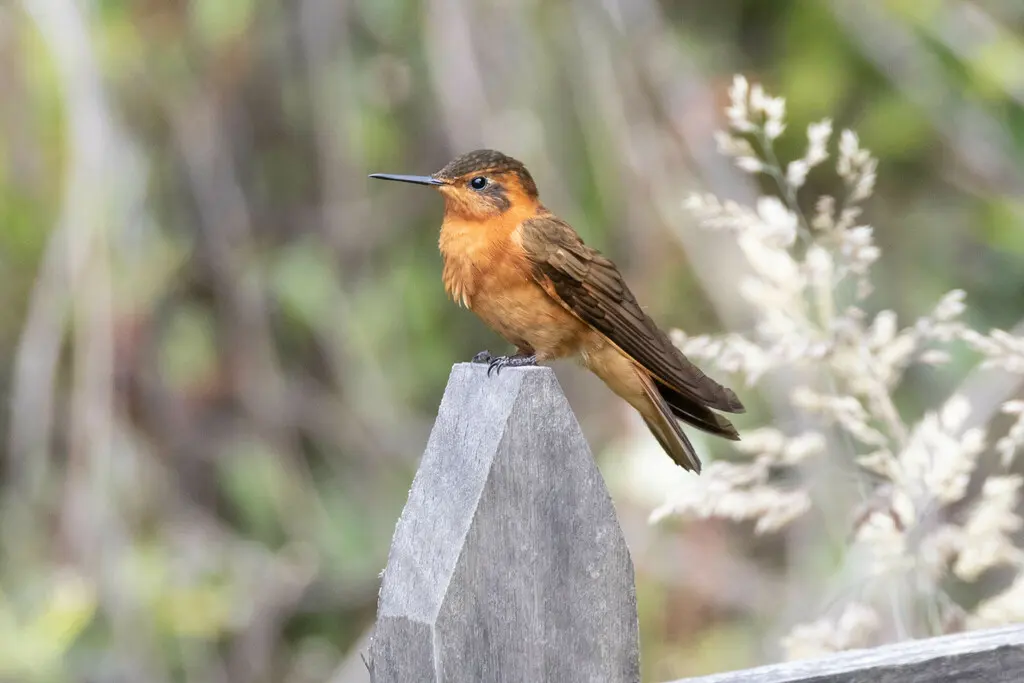 闪羽蜂鸟(Aglaeactis cupripennis)