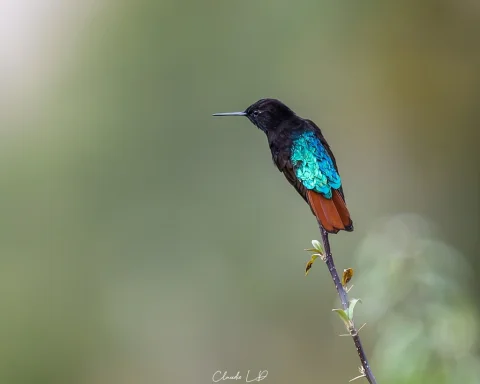 黑头闪羽蜂鸟