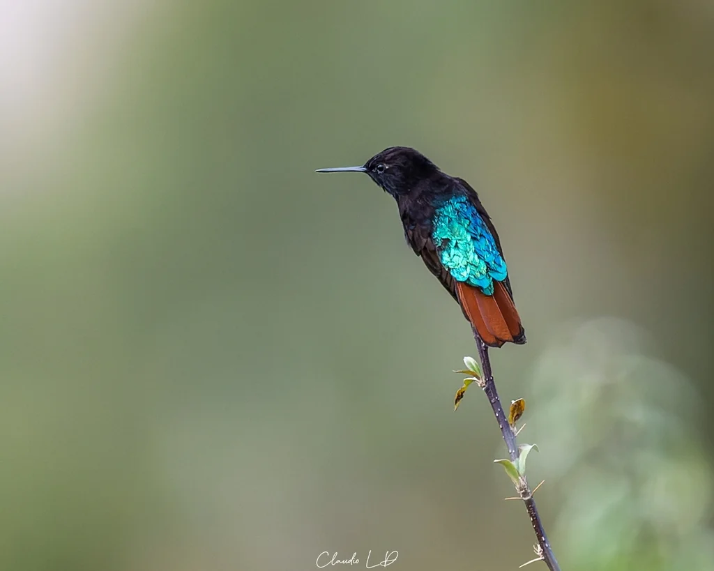 黑头闪羽蜂鸟(Aglaeactis pamela)