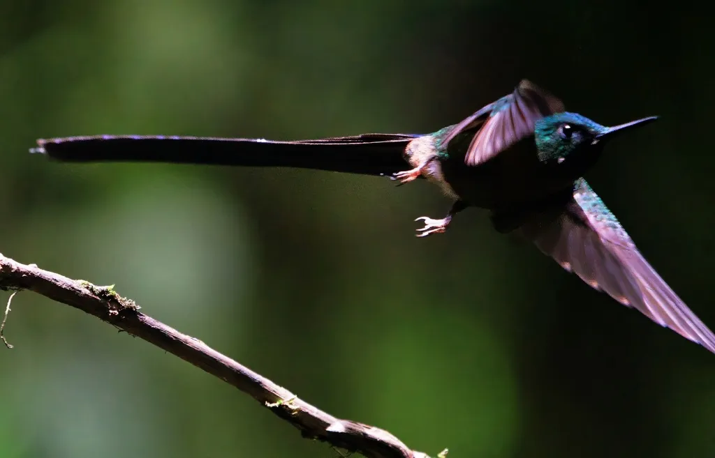 紫长尾蜂鸟(Aglaiocercus coelestis)