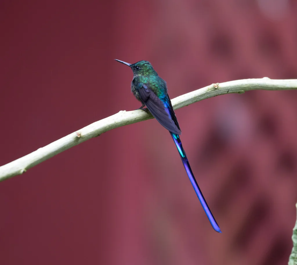 紫长尾蜂鸟(Aglaiocercus coelestis)