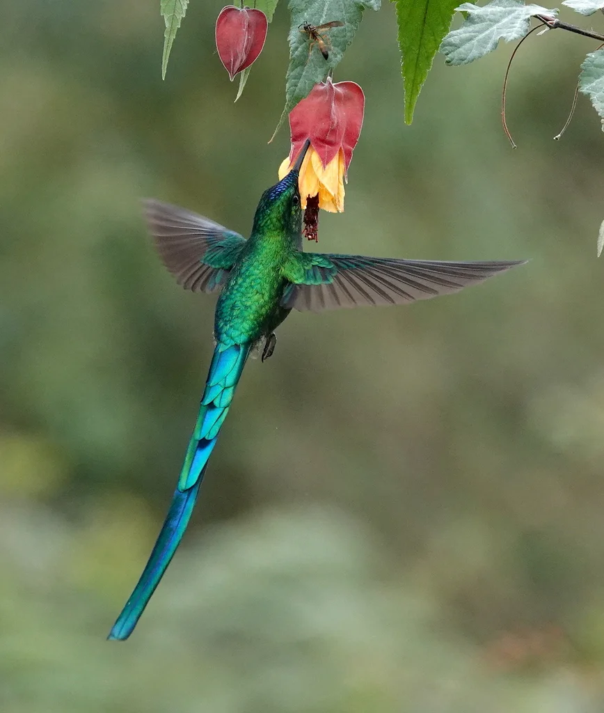 长尾蜂鸟(Aglaiocercus kingii)