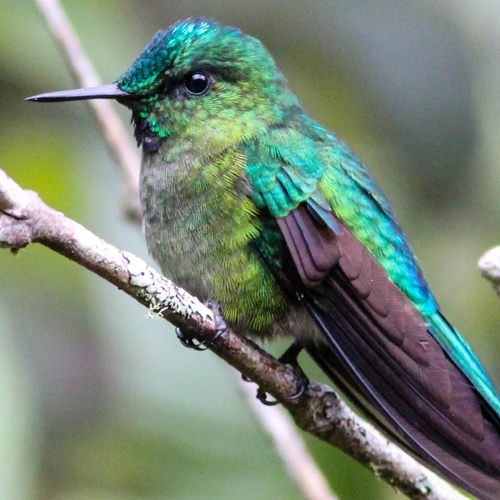 长尾蜂鸟(Aglaiocercus kingii)