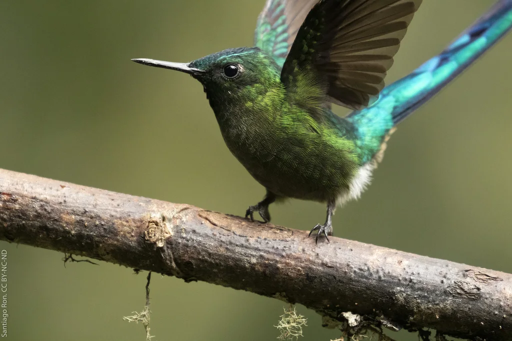 长尾蜂鸟(Aglaiocercus kingii)