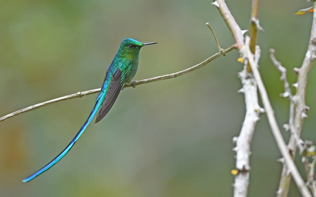长尾蜂鸟(Aglaiocercus kingii)
