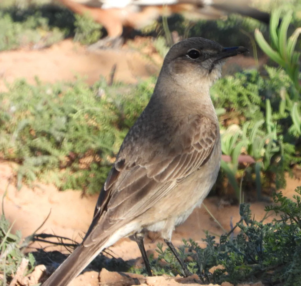 噪鹟(Agricola infuscatus)