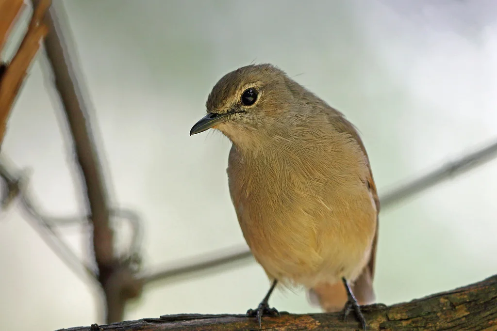 苍色鹟(Agricola pallidus)